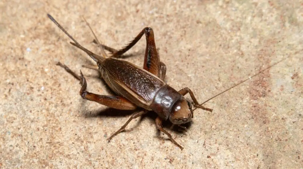 how to get rid of crickets in your garage