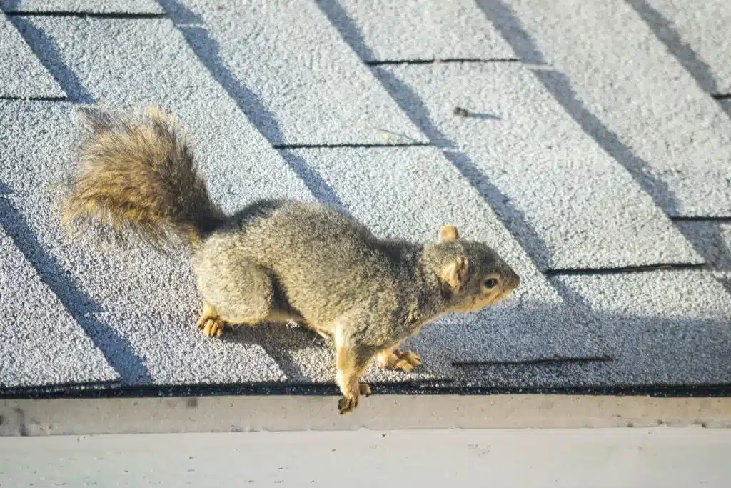 squirrel on the roof of a garage